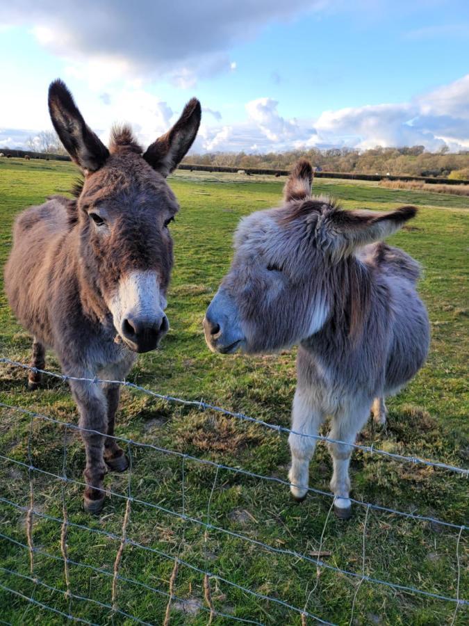 Bed & Breakfast Hideaway Escapes: With Animal Encounters In Pembrokeshire Narberth