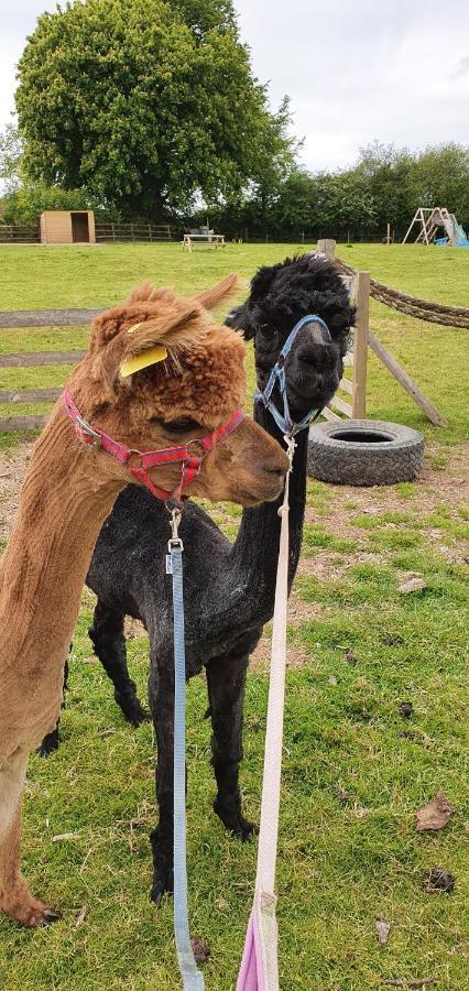 Hideaway Escapes: With Animal Encounters In Pembrokeshire Bed & Breakfast *