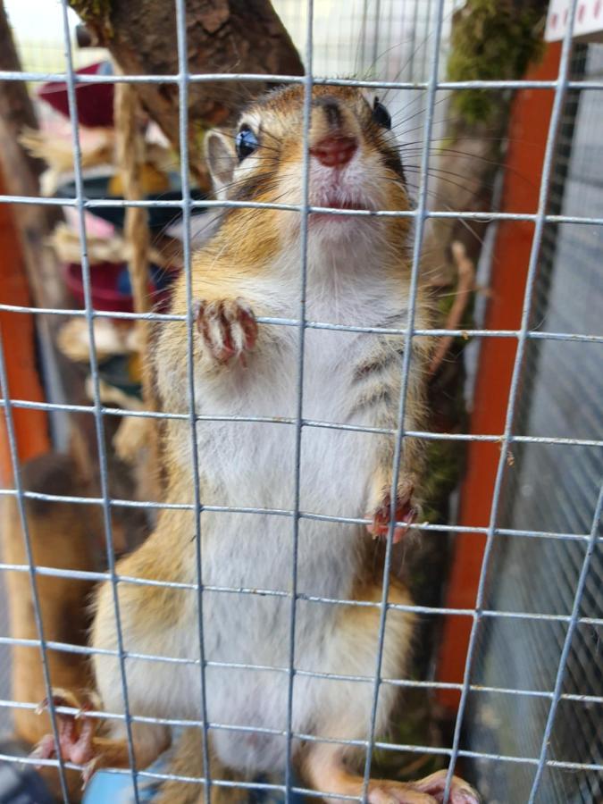 Hideaway Escapes: With Animal Encounters In Pembrokeshire Bed & Breakfast