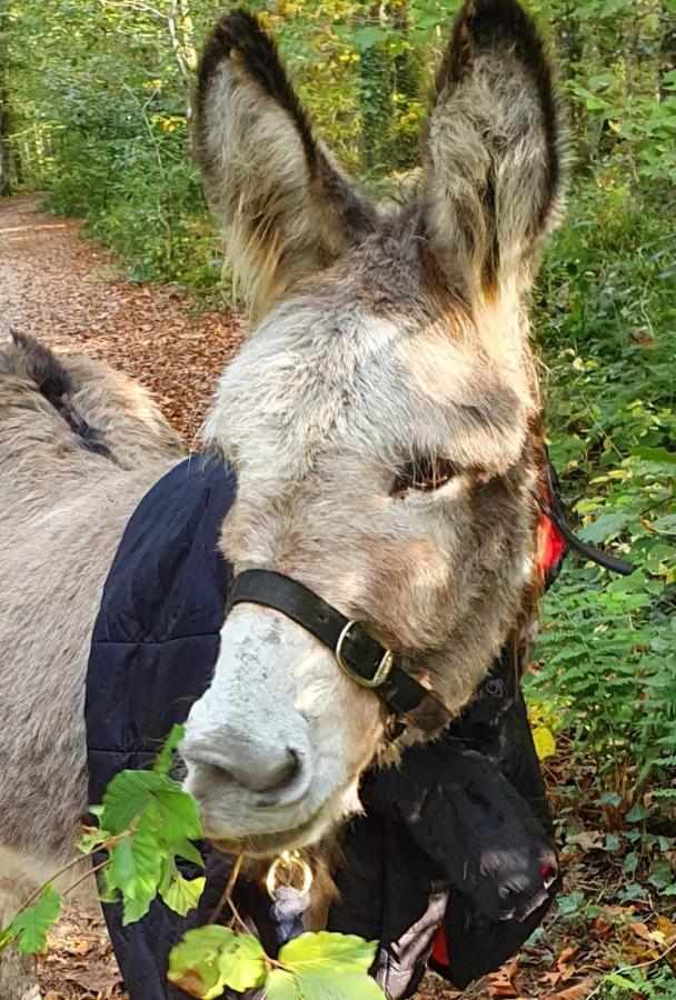 Hideaway Escapes: With Animal Encounters In Pembrokeshire