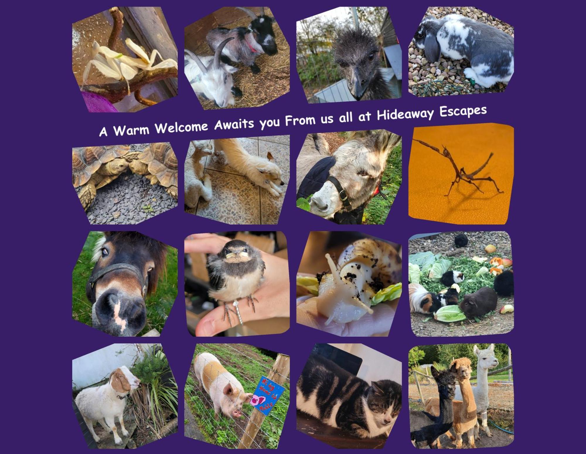 Bed & Breakfast Hideaway Escapes: With Animal Encounters In Pembrokeshire